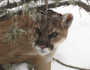 Cougar at Charles Russell Wildlife Refuge in Montana (Flickr/USFWS Mountain-Prairie)