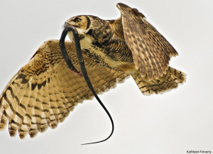 Great Horned Owl by Kathleen Finnerty