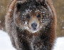 A cub in Yellowstone National Park. Photo by National Wildlife Photo Contest entrant Steve McMorran.