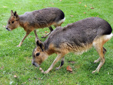 Patagonian cavy photo by Joachim S. Müller via Flickr Creative Commons.