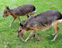 Patagonian cavy photo by Joachim S. Müller via Flickr Creative Commons.