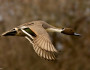 Photo donated by National Wildlife Photo Contest entrant Maggie Bond.