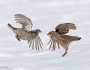 Photo donated by National Wildlife Photo Contest entrant Robert Palmer.