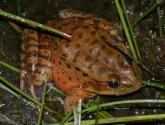 A threatened Red Legged Frog, whose habitat was saved by NEPA review. Flickr photo by Robert Fletcher