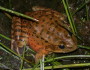 A threatened Red Legged Frog, whose habitat was saved by NEPA review. Flickr photo by Robert Fletcher
