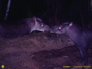 A pair of kabomani tapirs, caught by a camera trap in Brazil. 