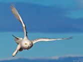 Photo by National Wildlife Photo Contest entrant Robert Palmer.