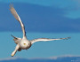 Photo by National Wildlife Photo Contest entrant Robert Palmer.