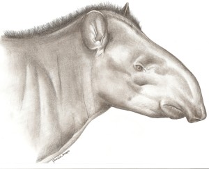 The new species of tapir, Tapirus kabomani