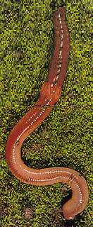Nightcrawler Worms