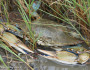Blue Crab