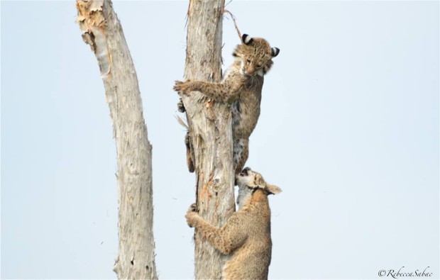 Bobcats fighting in a tree snag by Rebecca Sabac