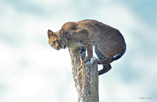 Bobcat in a tree by Rebecca Sabac