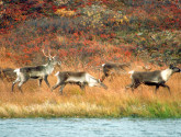 The loss of boreal forest habitat from tar sands development puts the survival of thousands of Alberta woodland caribou at risk.