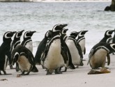 A group of Magellanic Penguins, Flickr photo by Chris Pearson