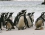 A group of Magellanic Penguins, Flickr photo by Chris Pearson