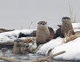 River otters are found in many North Carolina rivers. Photo via USFWS