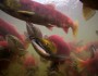 Bristol Bay, Alaska, is home to the world's largest sockeye salmon run. Michael Melford photo for the Renewable Resources Foundation