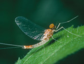 A may fly. Photo by Dave Funk, courtesy Stroud Research Center.