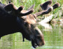Transporting tar sands through Vermont would directly threaten the moose, fish and birds that rely on clean water to survive. Photo donated by National Wildlife Photo Contest entrant Marin Packer.