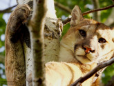 Photo donated by National Wildlife Photo Contest entrant Kameron Peresnovich.