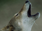 Red_Wolf_Howl_USFWS_429x640-thumb