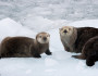 Photo donated by National Wildlife Photo Contest entrant Constance Parry.