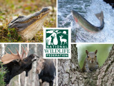 Wildlife-Collage_560x420-w-squirrel