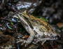 Pacific chorus frog by Dave Huth.
