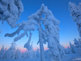 Frozen photo by National Wildlife Photo Contest entrant Panagiotis Laskarakis.