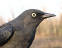 Adult female Rusty Blackbird