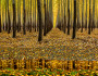 Poplar trees in Oregon. © Charles Knowles/Flickr
