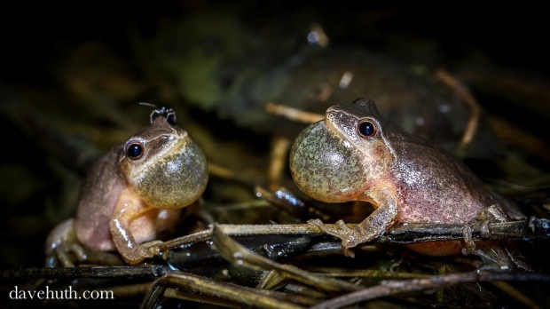 Spring peepers by Dave Huth.