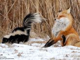Skunk by Rolland Gelly.