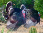 Mitzi Jones captured these two male Gould's turkeys strutting in her backyard in the Huachuca Mountains of southeast Arizona.