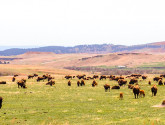 Photo donated by National Wildlife Photo Contest entrant Samuel Quaintance.