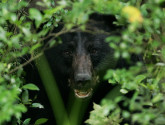Black bear in the bushes. Photo by U.S. FWS.
