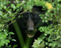 Black bear in the bushes. Photo by U.S. FWS.