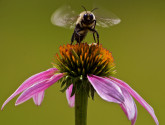 Bumble Bee by Julie Chen