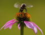 Bumble Bee by Julie Chen