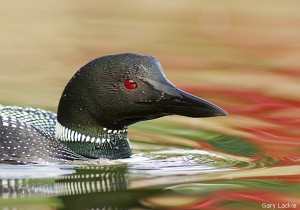 Common Loon by Gary Lackie