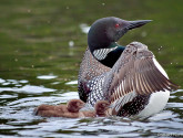 Common Loons by Ronald Norman