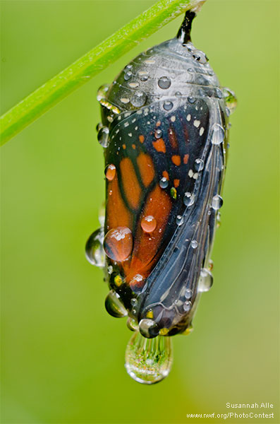 Monarch butterfly inside a chrysalis
