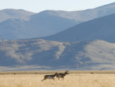 South Park is one of the areas affected by the Colorado Bureau of Land Management's policy of not offering oil and gas leases while a master leasing plan is being written. (c)Colorado Wildlife Federation/Suzanne O'Neill. 201