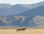 South Park is one of the areas affected by the Colorado Bureau of Land Management's policy of not offering oil and gas leases while a master leasing plan is being written. (c)Colorado Wildlife Federation/Suzanne O'Neill. 201