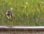 Tricolored heron in the rain