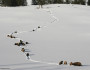Bison walking through deep snow in Yellowstone National Park. Flickr photo by Jim Peaco.