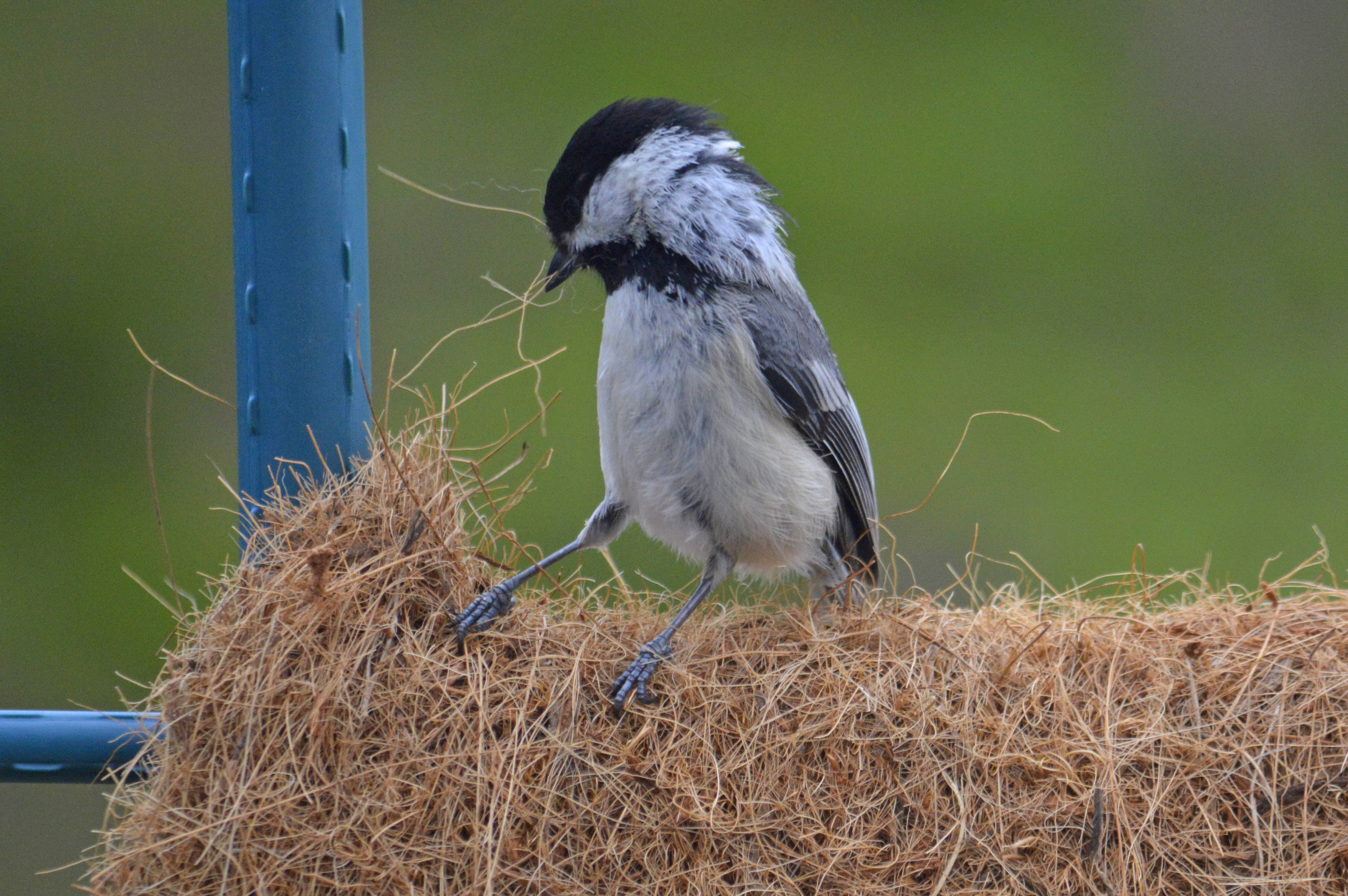Bird's Nests and Baby Birds in the Garden - Horticulture