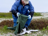TPWD Wildlife Biologist collecting a Royal Tern on the east beach in Galveston. Photo: Texas Parks and Wildlife Department.