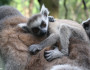 Lemur photo by Clarice Chiquetto.